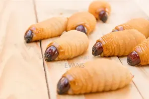 Palm Weevil