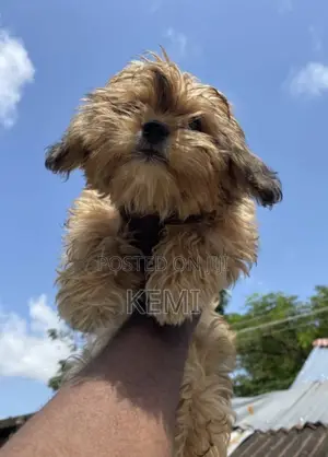 1-3 months Female Purebred Lhasa Apso