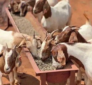 Kalahari Goat