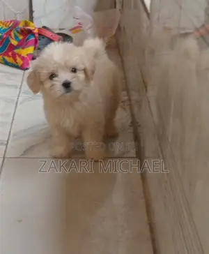 1-3 months Male Purebred Lhasa Apso