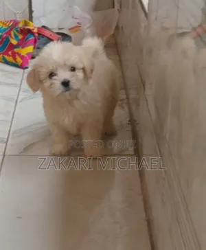 1-3 months Male Purebred Lhasa Apso