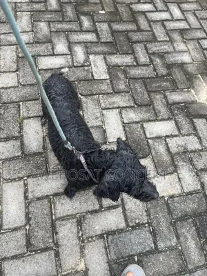 1+ year Male Mixed Breed Poodle