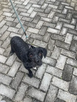 1+ year Male Mixed Breed Poodle