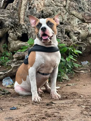 3-6 months Male Purebred American Pit Bull Terrier