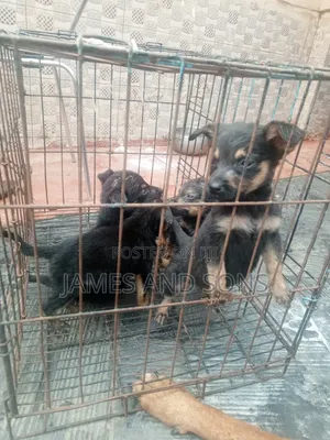 1-3 months Female Purebred German Shepherd