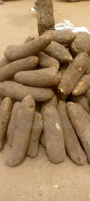 Fresh New Yams