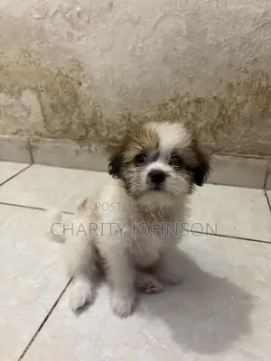 1-3 months Female Purebred Lhasa Apso