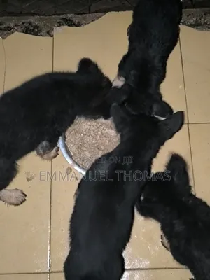 1-3 months Female Purebred German Shepherd