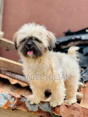 1+ year Female Purebred Lhasa Apso