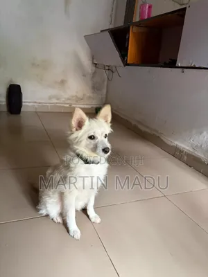 3-6 months Female Purebred American Eskimo