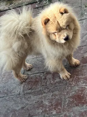 1+ year Female Purebred Chow Chow