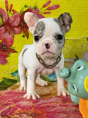 1-3 months Female Purebred French Bulldog