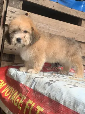 1-3 months Male Purebred Lhasa Apso