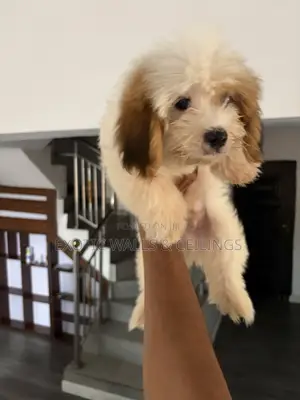 1-3 months Male Purebred Lhasa Apso