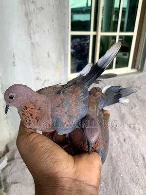 Laughing Doves (Pigeon