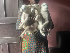 1-3 months Female Purebred American Eskimo