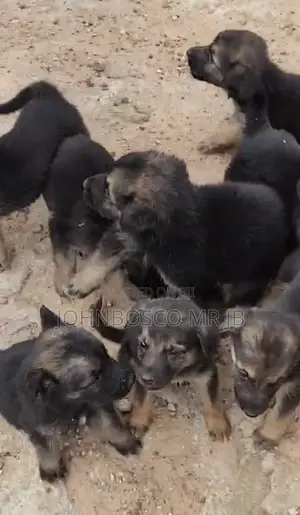 1-3 months Female Purebred German Shepherd