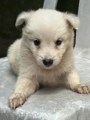 1-3 months Female Purebred Siberian Husky