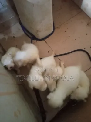 0-1 month Male Purebred American Eskimo