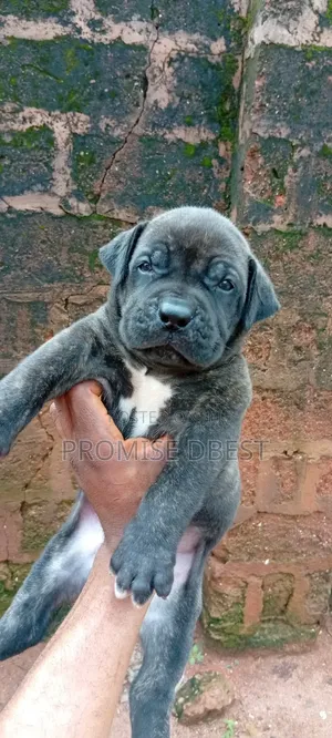 1-3 months Male Purebred Boerboel