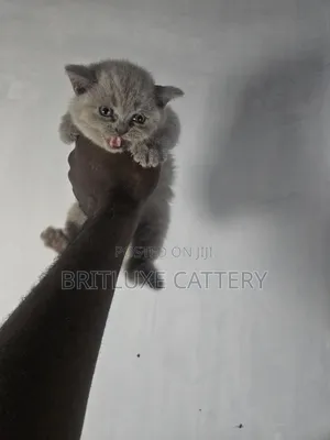 1-3 months Female Purebred British Shorthair