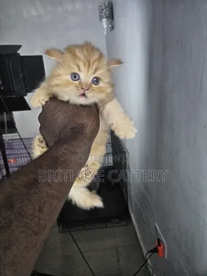 1-3 months Male Mixed Breed Cat