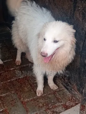 1+ year Male Purebred American Eskimo