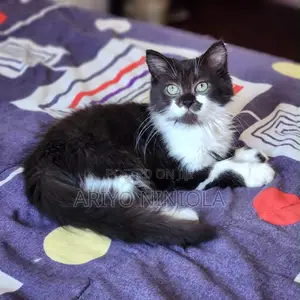 3-6 months Male Purebred Persian