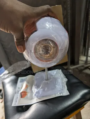 Eyeball Model