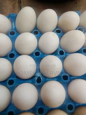 Ducks Eggs