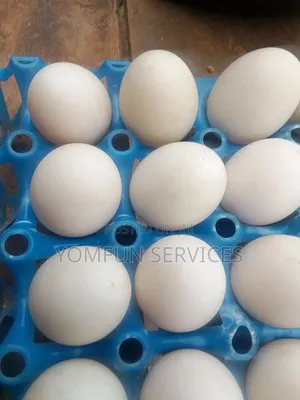 Ducks Eggs