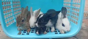 Weaners, Growers, and Adult Rabbits All Available for Sale