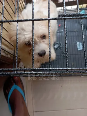 3-6 months Male Purebred Lhasa Apso