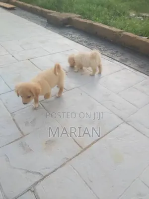 3-6 months Male Purebred Lhasa Apso