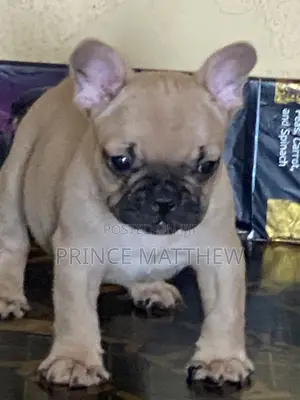 1-3 months Male Purebred French Bulldog