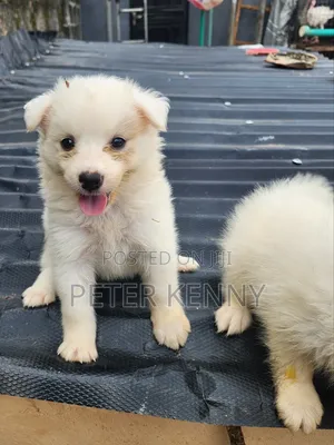 1-3 months Female Purebred American Eskimo