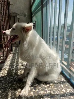 1+ year Male Purebred American Eskimo