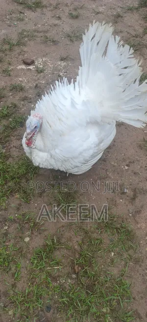 Ola's Farms