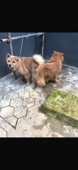 1+ year Male Purebred Chow Chow
