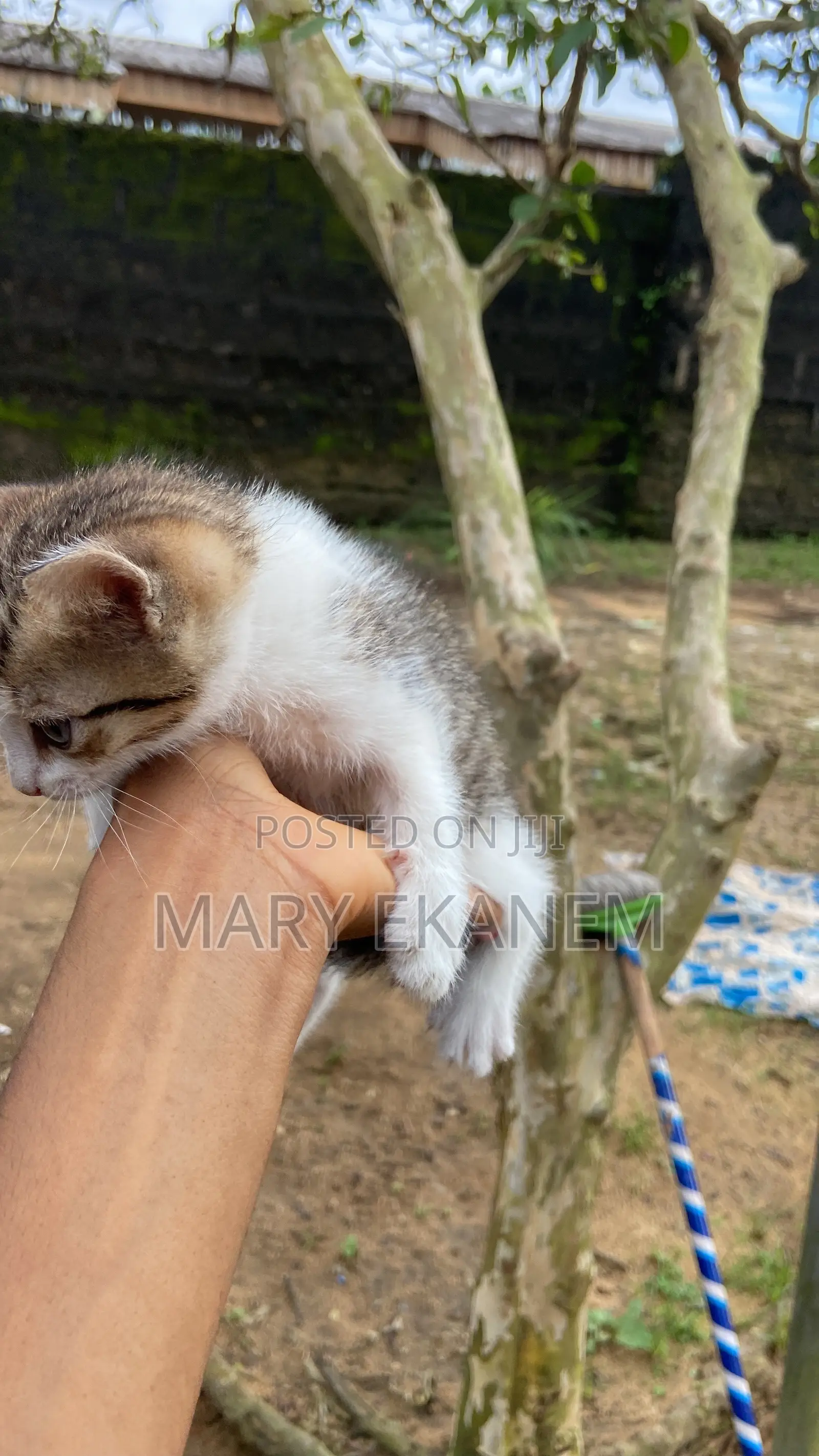 0-1 month Male Purebred Tabby