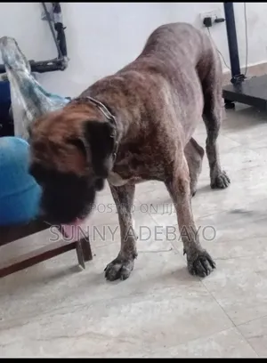 1+ year Female Purebred Boerboel