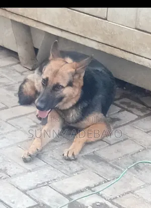1+ year Female Purebred German Shepherd