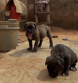 1-3 months Female Purebred Cane Corso