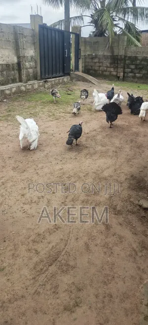 Ola's Farms