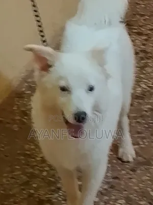 6-12 months Male Purebred American Eskimo