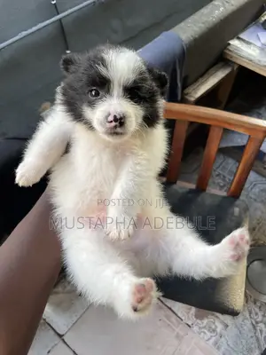 1-3 months Female Purebred Border Collie