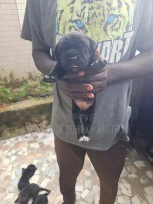 0-1 month Male Purebred Cane Corso