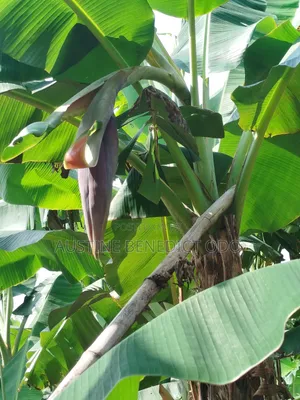 High Quality, Disease Resistant Plantain Suckers
