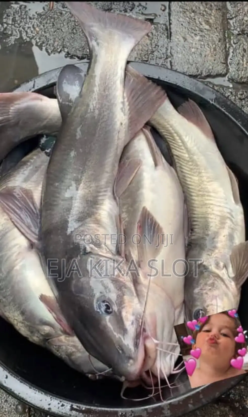 Fresh River Cat Fish
