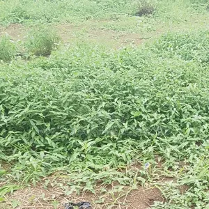 2.2 Hectares at Off Monastery Road